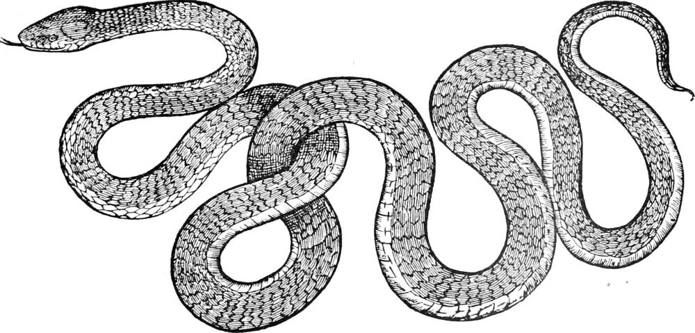 NotImplemented snek coming for ya.