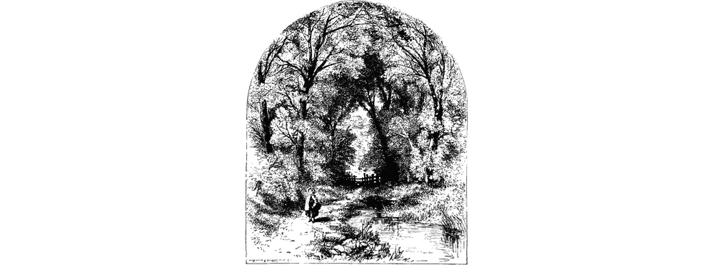 Looking through a tree tunnel. Looking through a tree tunnel.