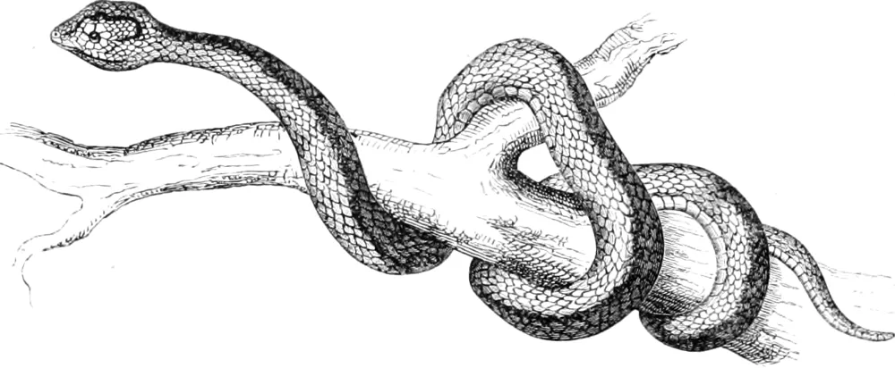 Hissss hiss hissss hissssss hiss hiss!