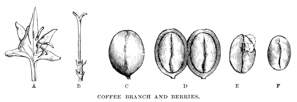 What your coffee looks like before you get it.
