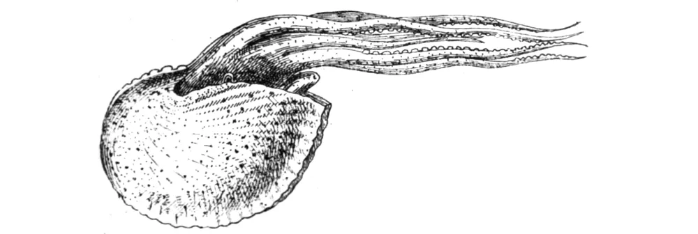 Artist’s impression of a shell command swimming away, to return later.