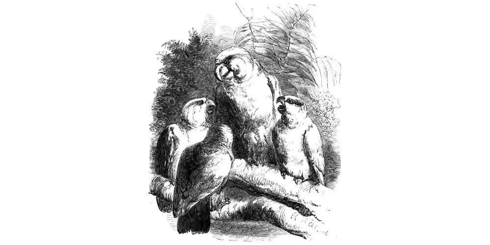 A prattle of norwegian blue parrots.